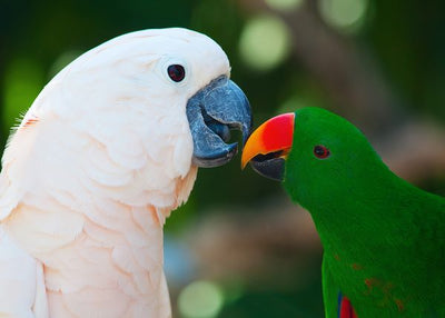 Papagaj beli se ljubi Default Title