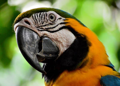 Papagaj i njegov kljun Default Title