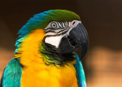 Papagaj izbliza Ara Default Title