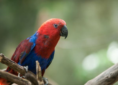 Papagaj plavo crveni Default Title