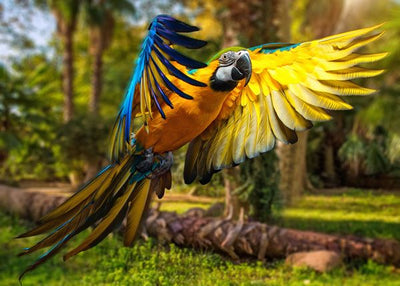 Papagaj rasirenih krila Default Title