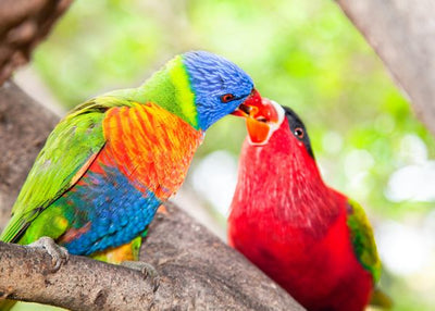 Papagaj se ljubi sa devojkom Default Title
