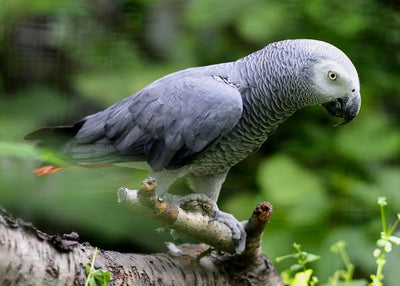 Papagaj sivi u zelenoj sumi Default Title