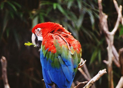Papagaj u zoo vrtu Default Title