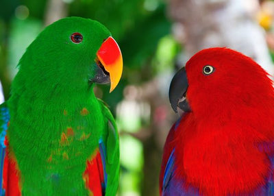Papagaj zelena i crvena Default Title