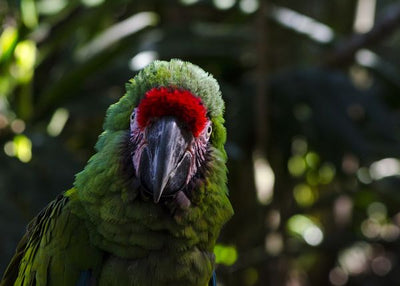 Papagaj zeleni a na glavi crveno Default Title