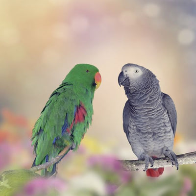 Papagaj zeleni i sivi Default Title