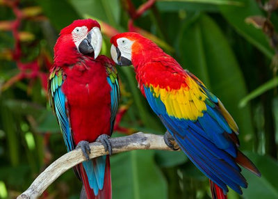 Papagaja poljubac Default Title