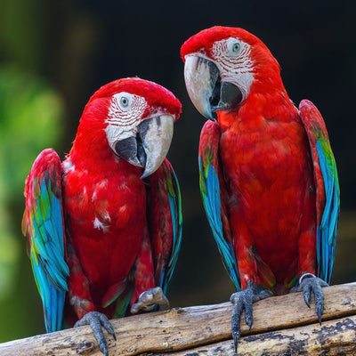 Papagaji na drvetu Default Title