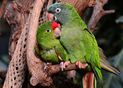 Papagaji zeleni Default Title