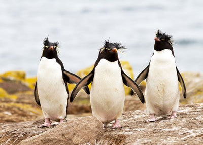 Pingvin cupavci Default Title