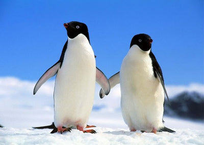 Pingvin drzanje za peraje Default Title