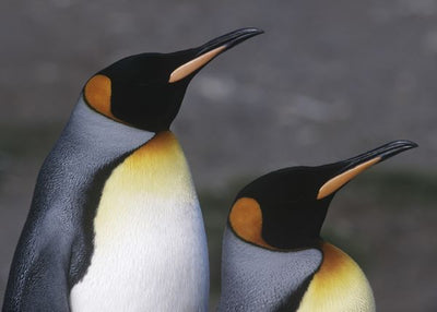 Pingvin dva sa strane Default Title