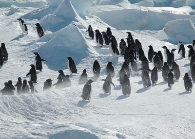 Pingvin igranje po snegu Default Title