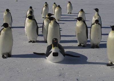 Pingvin jedan lazni Default Title