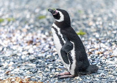 Pingvin mali sa strane Default Title