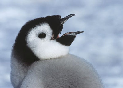 Pingvin mali Default Title