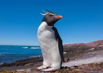 Pingvin na obali gleda Default Title