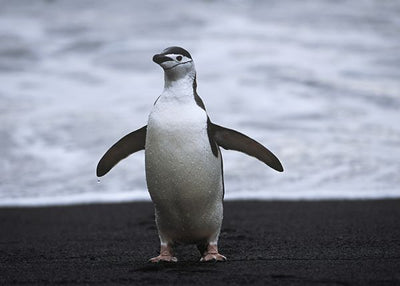 Pingvin na obali Default Title