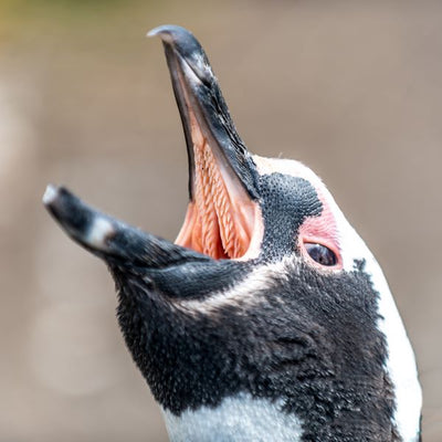 Pingvin otvorena usta Default Title
