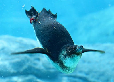 Pingvin pliva Default Title