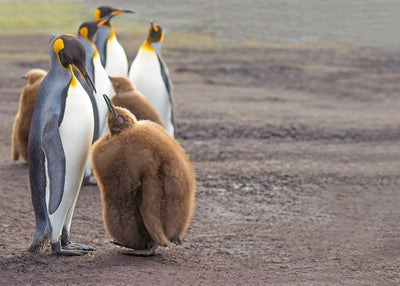 Pingvin roditelji i deca Default Title