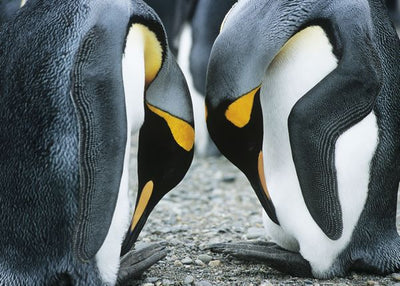 Pingvin savijeni Default Title