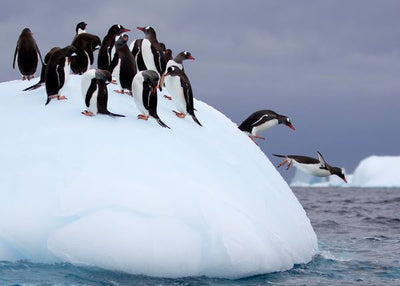 Pingvin skakanje Default Title