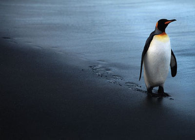 Pingvin tragovi u pesku Default Title