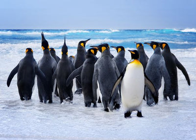 Pingvini sa Madagaskara Default Title