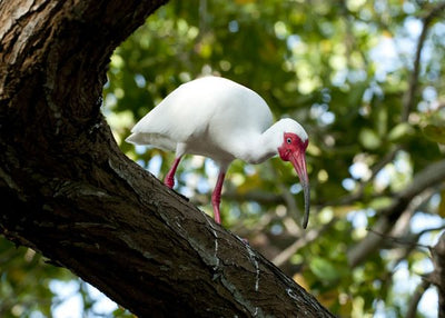 Ptice bela stoji na drvetu Default Title