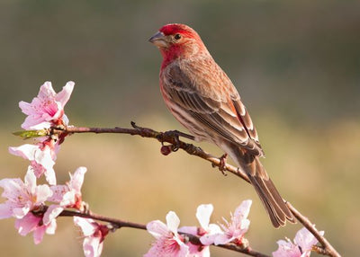 Ptice jedna na grani sa roze cveticima Default Title